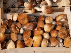 Accademia di Cucina Italiana funghi porcini